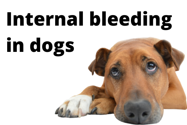 Internal Bleeding Stomach In Dogs